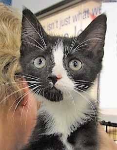 Please call 910-253-1375 to adopt us! Cat Tails I m Daryl and this black and white kitten is my sister, Demi.