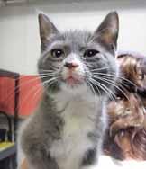 He had lots of polydactyl cats! Are you searching for the perfect pet for your family? Well, here I am! My name is Alf.