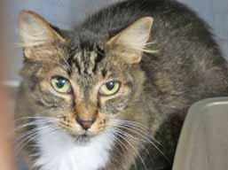 Am I a vibrant beauty or what? My name is Boots and I m a 3-year-old Tortoiseshell girl who is already spayed, litterbox-trained and vaccinated.