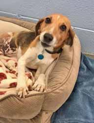 I m Skye and I was found on the side of the road with my brother and sister. We are so happy to be at Paws Place that we can hardly stop wagging our tails!