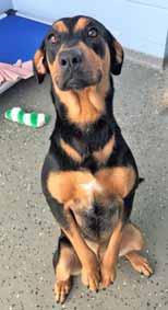 I am a petite Coonhound/ Treeing Walker mix girl, and, yes, I do use my sweet hound dog eyes to grab your attention, make no mistake! I wasn t named King without reason!