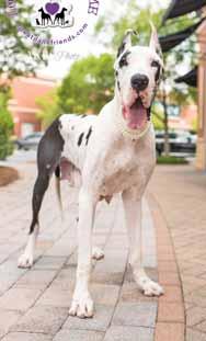 You can check out some of our other Great Danes available for adoption at www.greatdanefriends.com. I am sponsored by Mr.