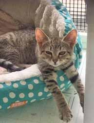 I m Kahlua and I just came to SOAR as a stray. It's hard to believe that a boy as sweet as I am would wind up on the streets - but it's true.