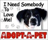 IT IS OUR GOAL TO RES- CUE AND FIND FOREVER HOMES FOR AS MANY ABANDONED, ABUSED PETS AS POSSIBLE AND TO TRY TO EDUCATE THE PUBLIC TO THE IMPORTANCE OF SPAY/ NEUTER TO ALLEVIATE THE PROBLEM OF THE