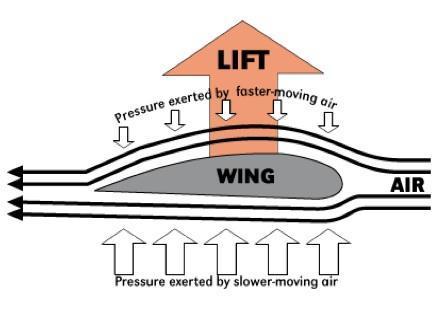 The key to flight is creating pressure upwards on the bird's wing to keep the bird in the air.