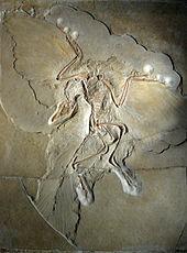 Archaeopteryx - An evolutionary link between reptiles and