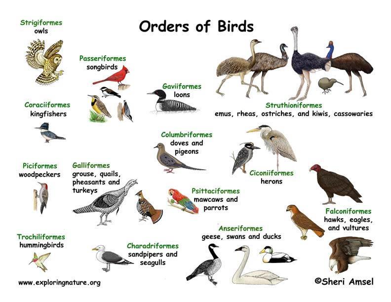 Bird Classification Domain:?