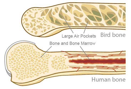 How are the bones of birds different from the bones of other