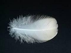 feathers Feathers are replaceable 2 types of