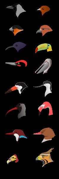 Bird Beaks Many types of beaks Specialized for