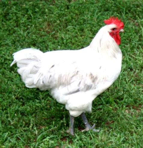 You don t need a rooster to get eggs!