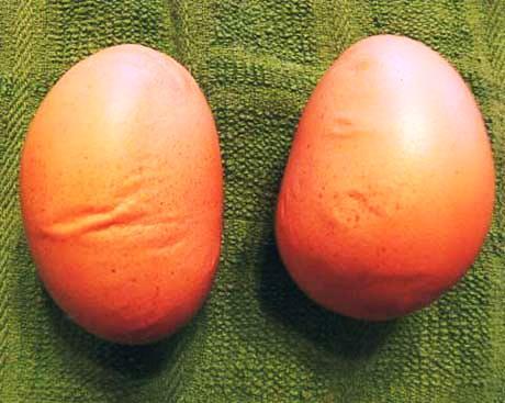 Any defects in the eggs and eggshells of your hens indicates a problem in their health, diet or environmental stressors