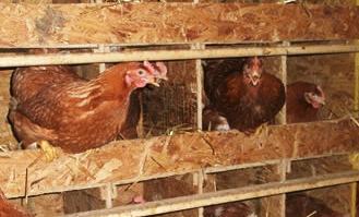 Hens like to lay their eggs in a dark, safe and secluded places Train the hens to use the boxes by leaving them at ground level until the learn how to use them Once they are using them, then you can