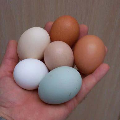 laying hen can last for several years, 3-6 years, but they may not be economical after 2 years due to reduced egg production.