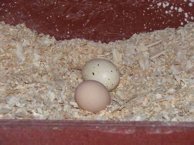 boxes Put new bedding and fake eggs in the