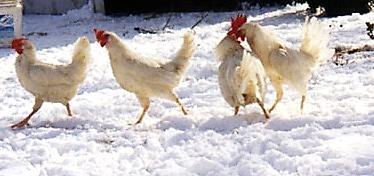 weeks for broilers You will need to protect