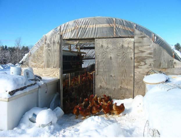 protected from the cold Winter in a hoophouse In the spring the