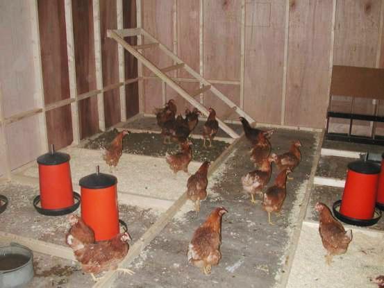 FEED Hens will only lay eggs after all their other energy needs are met, so if they use their energy intake to maintain body temperature,