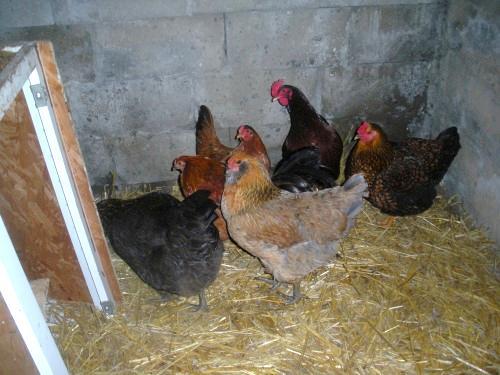 temperature, during the fall months 1 sq. ft. of space per hen is adequate. Give them.75 sq. ft. in December and then.