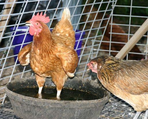 energy to regulate their temperature and to keep producing eggs Visit the extension office in