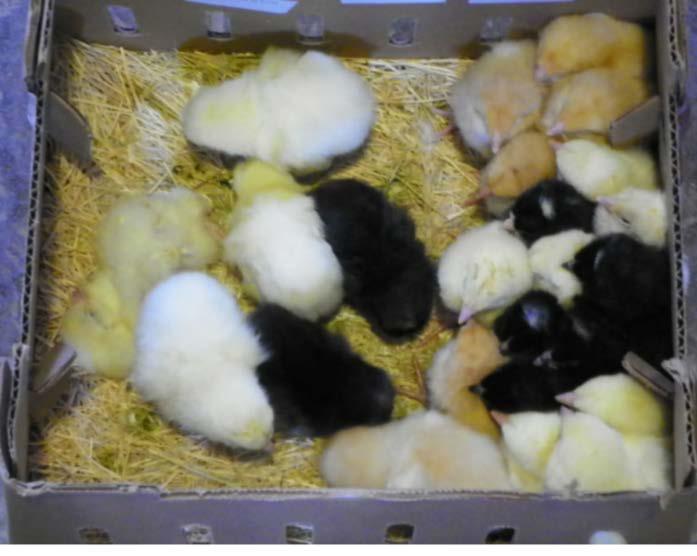 Chicks are shipped in cardboard boxes designed to keep them warm while