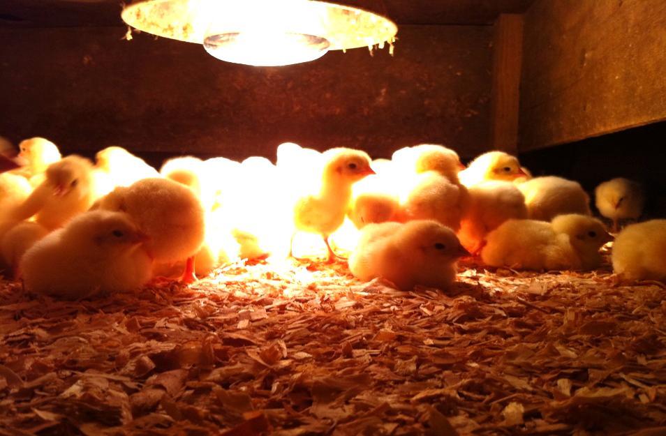 Heaters should be on 12-24 hours before chicks arrive to make sure that the area is warm Feed and water must be at least room temperature Be prepared to check your chicks at