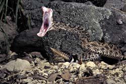 July/August 2000 Recent reports suggest that the venom of North America's rattlesnakes is growing increasingly potent, making their bites more difficult to treat.