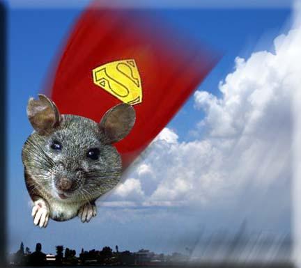 Super Rat The gray woodrat, Neotoma micropus, has
