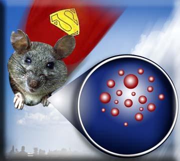 Super Rat The molecules in gray woodrat serum must be