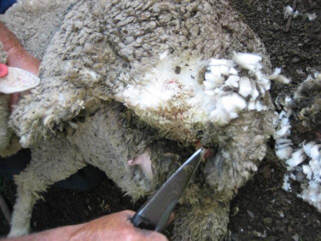 Flystrike recording No whole flock chemical preventative treatment Sheep checked at least 3 times per week Fly season is governed by temperature (mainly Oct- Dec) Body, pizzle, poll strikes recorded
