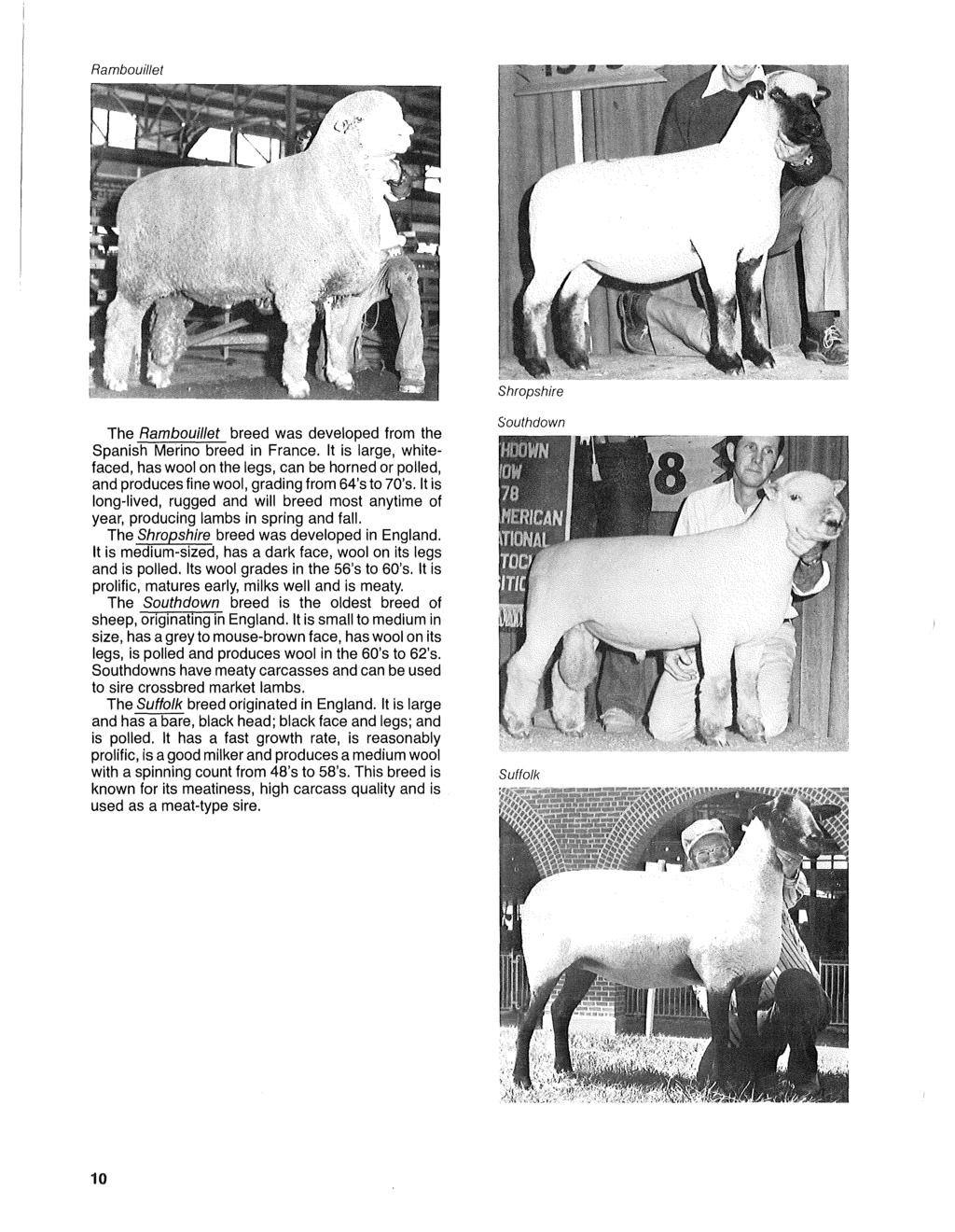 Rambouillet Shropshire The Rambouil/et breed was developed from the Spanish Merino breed in France.