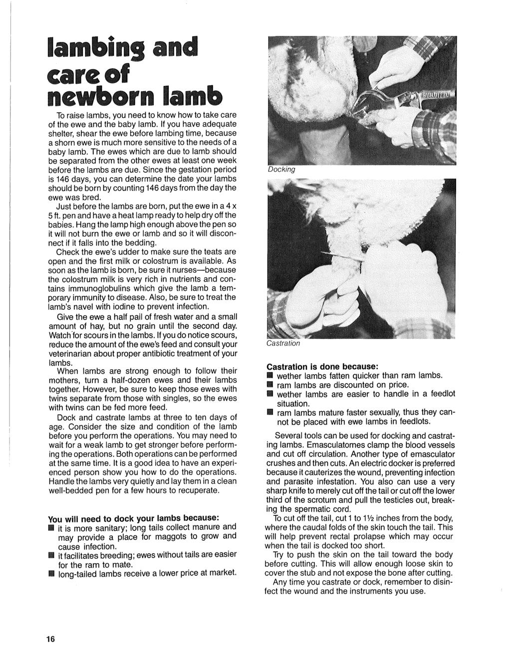 lnq an If rn Ia To raise lambs, you need to know how to take care Ia of the ewe and the baby lamb.