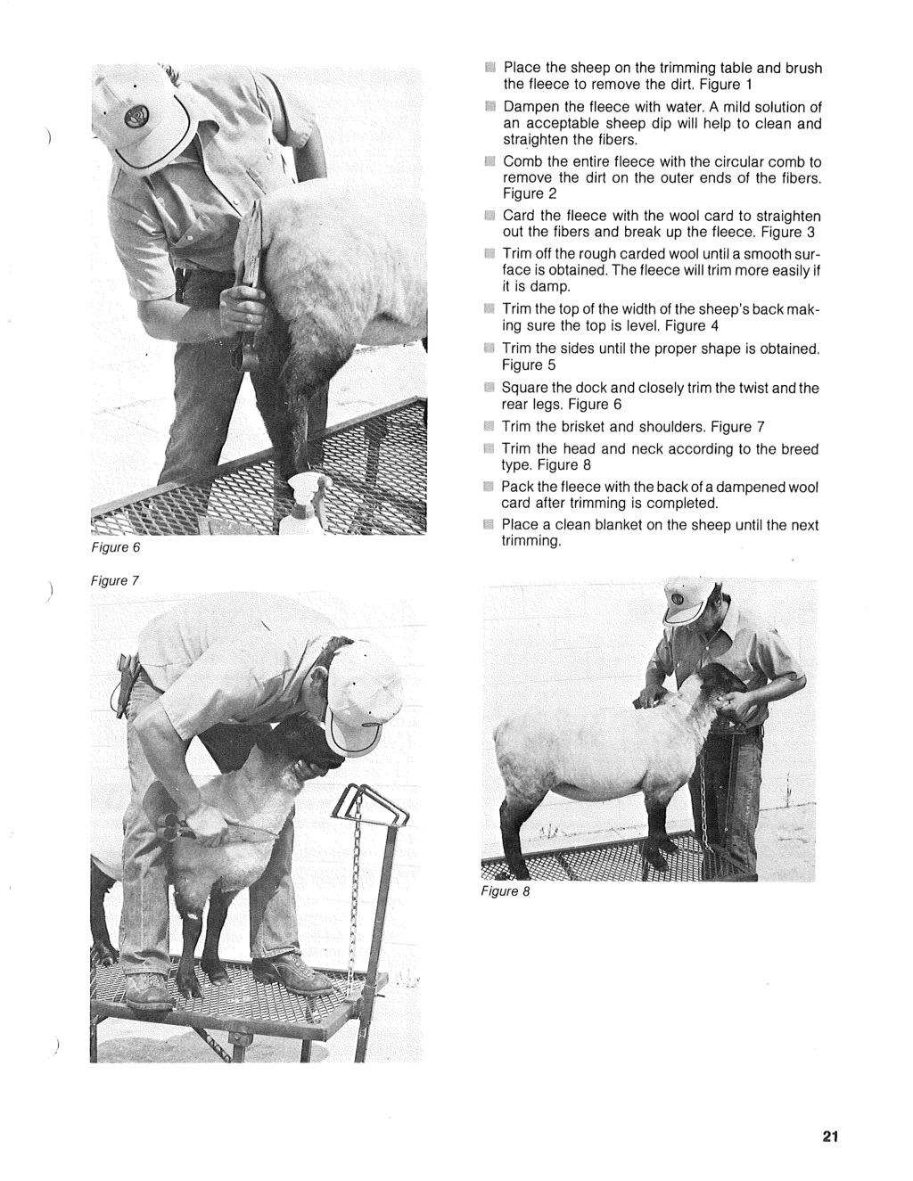Figure 6 Place the sheep on the trimming table and brush the fleece to remove the dirt. Figure 1 Dampen the fleece with water.