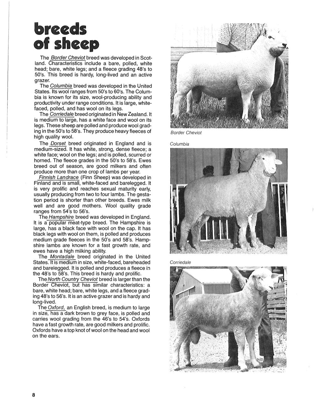 reeas ~f shee The Border Cheviot breed was developed in Scotland. Characteristics include a bare, polled, white head; bare, white legs; and a fleece grading 48's to 50's.