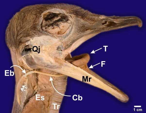 comprehensively illustrated, detailed and definitive description of the gross morphology and topographical relationships of the hyobranchial apparatus and laryngeal cartilages in the ostrich.