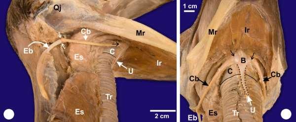Figure 2. Right ventro-lateral view ( A.) and ventral view ( B.) of the head illustrated in Fig. 1. A. The connection of the ceratobranchiale (Cb) to the body of the basihyale is indicated (black arrow).