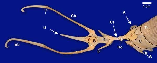 Figure 3. The hyobranchial apparatus reflected from the cricoid cartilage (C) and trachea (Tr) to reveal its dorsal surface.