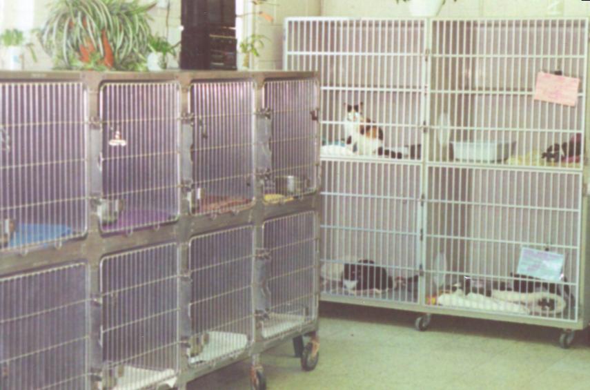 Cat Cages
