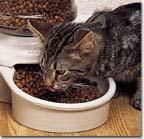 1 of 7 2/5/2008 4:36 PM Feline Leukemia Holly Nash, DVM, MS Veterinary Services Department, Drs. Foster & Smith, Inc. What is feline leukemia?