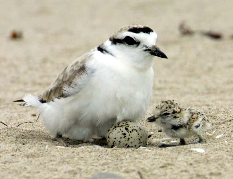 Snowy Plover Management Plan Updated 215 Summary. UC Santa Barbara's Coal Oil Point Reserve (COPR) manages 17 acres of coastal habitats including the beach to the mean high tide.