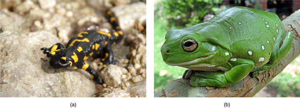 Amphibian Diversity Amphibia comprise an estimated 6,500 extant species that inhabit tropical and temperate regions around the world.