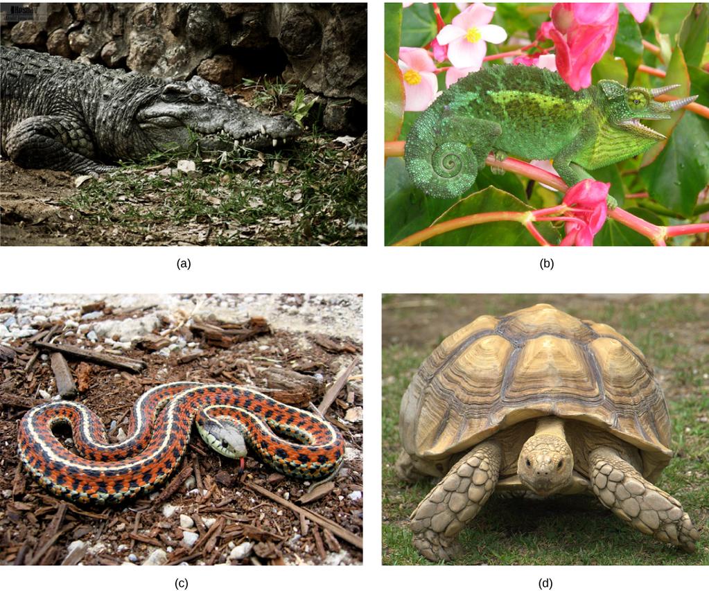 Vertebrates Reptiles are ectotherms, that is, animals whose main source of body heat comes from the environment.