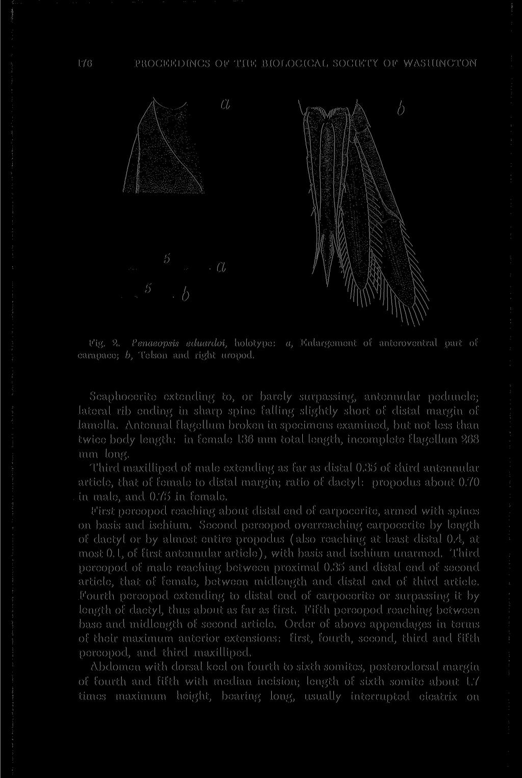 176 PROCEEDINGS OF THE BIOLOGICAL SOCIETY OF WASHINGTON a 5 a 5 b Fig. 2. Penaeopsis eduardoi, holotype: a, Enlargement of anteroventral part of carapace; b, Telson and right uropod.