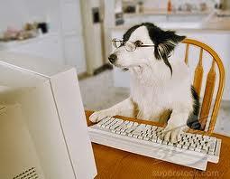 2013 Dog with a Blog