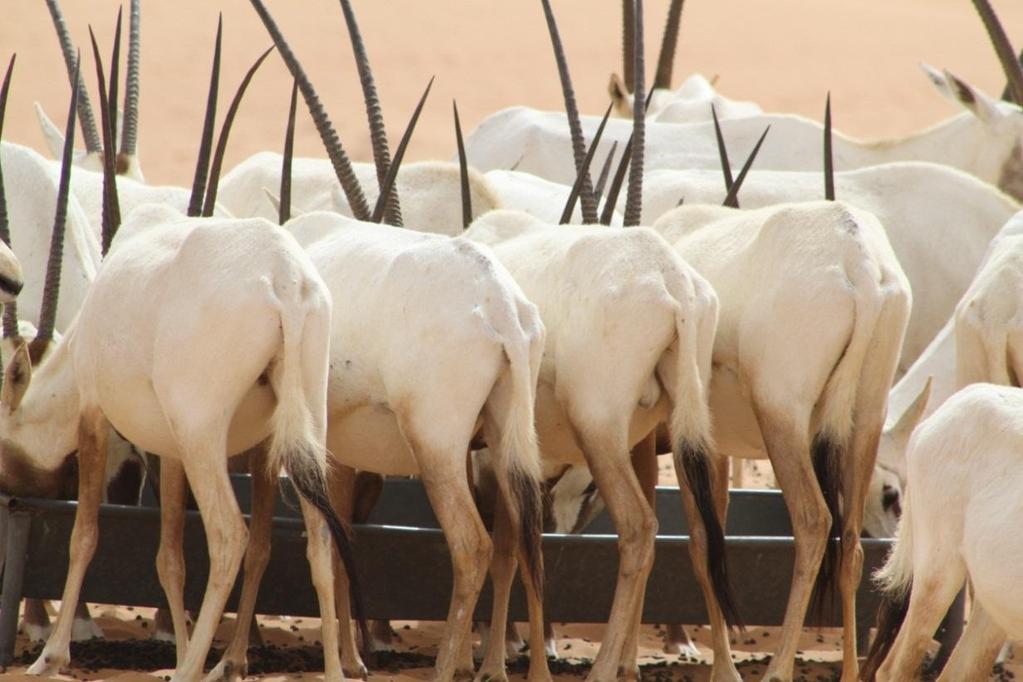 Body Condition Scoring for the Arabian Oryx of the Dubai