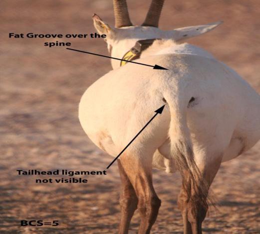 Spine is fully covered in fat but tailhead ligament is