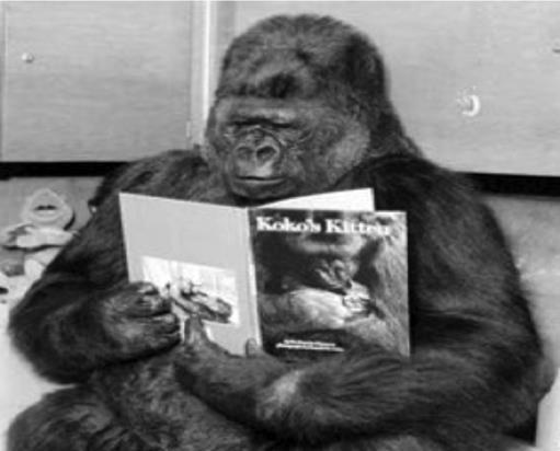 Text B: Penny and Koko Koko is a gorilla who was born in a zoo. Penny is a scientist who studies animals.