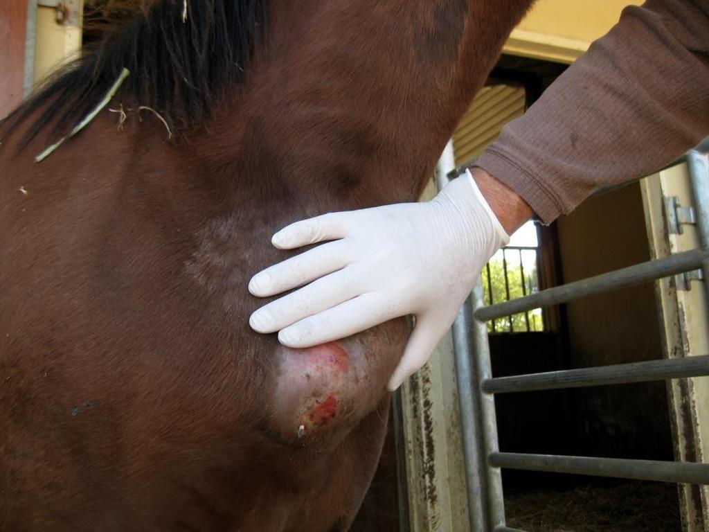 Typical pectoral abscess with flies attracted to exudates (Photo by Sharon Spier, DV