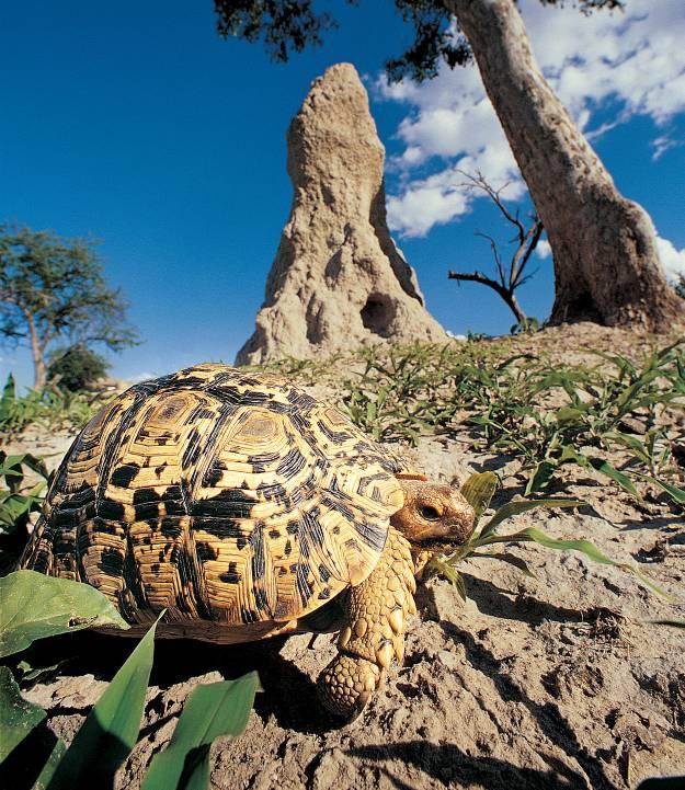 Charles Darwin only reported seeing Galápagos tortoises on San Cristobal (at the time of Darwin s visit known as Chatham Island) subspecies chathamensis - and Santiago (James) Islands subspecies