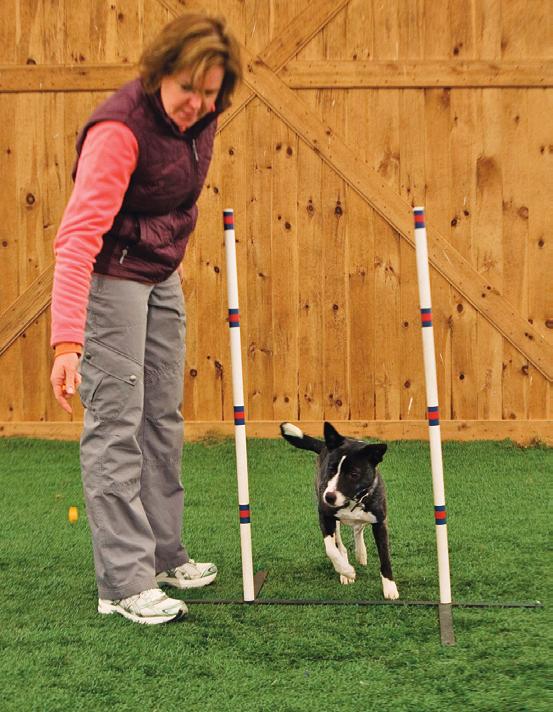 I personally find it to be a brilliant method to teach dogs an understanding of entries. Here I will present my own technique for training with x weave poles.